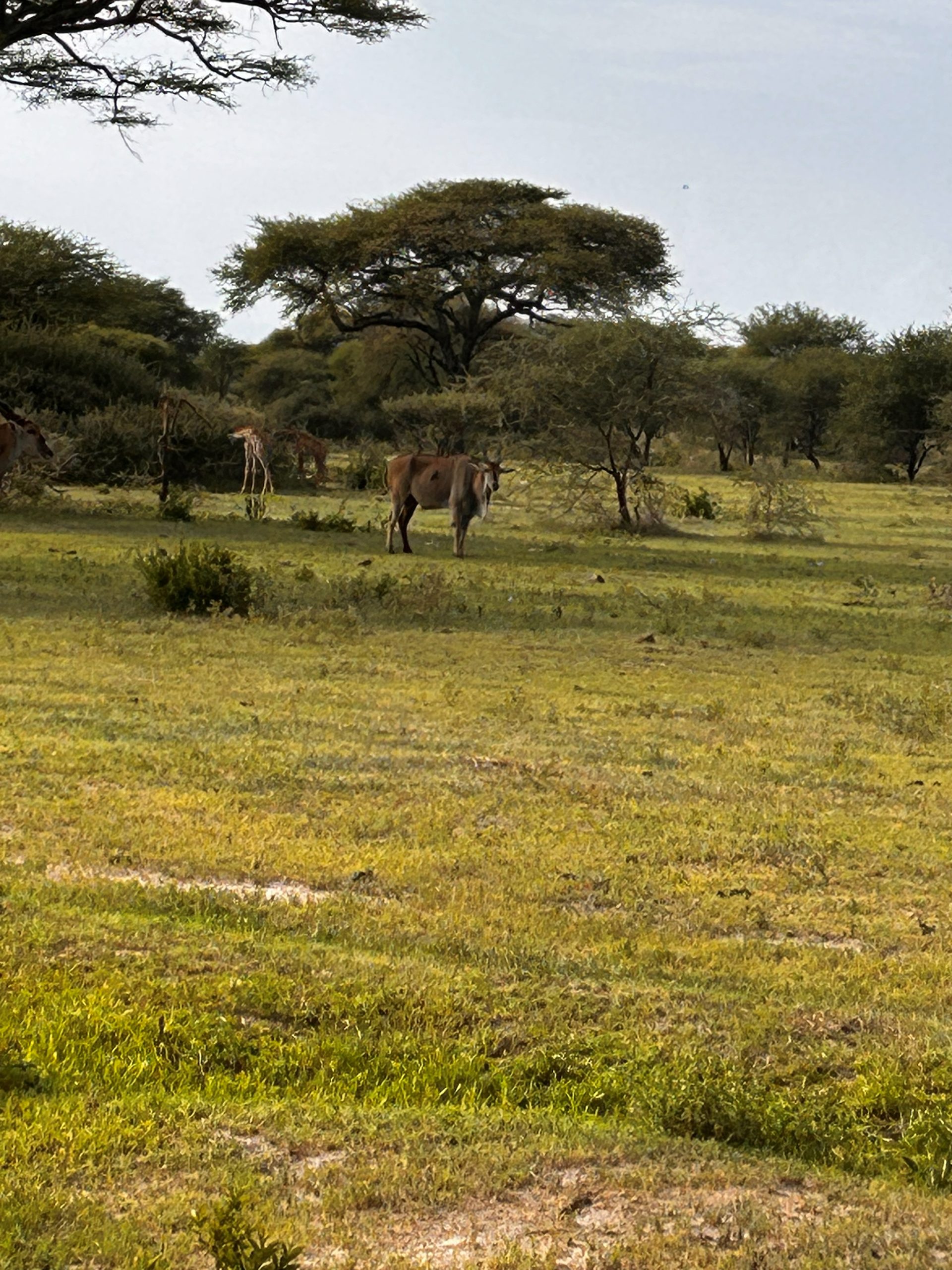 Eland antelope with giraffe visible in the background across the Tarangire plain